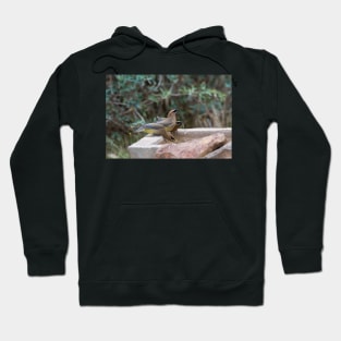 Cedar Waxwings at the Watering Hole Hoodie